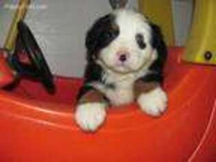 Bernese Mountain Dog Puppy for sale in Baltic, OH, USA