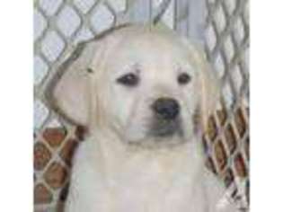 Labrador Retriever Puppy for sale in DANA POINT, CA, USA