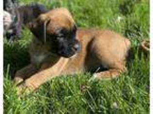 Boxer Puppy for sale in Egg Harbor Township, NJ, USA