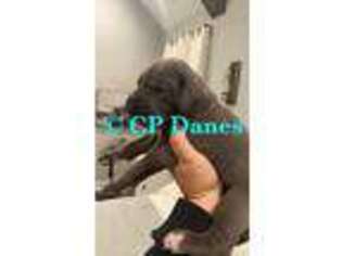 Great Dane Puppy for sale in Charlotte, NC, USA
