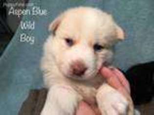 Siberian Husky Puppy for sale in Rochester, NY, USA