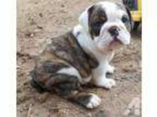 Bulldog Puppy for sale in IRVINE, CA, USA