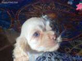 Cocker Spaniel Puppy for sale in Ardmore, OK, USA