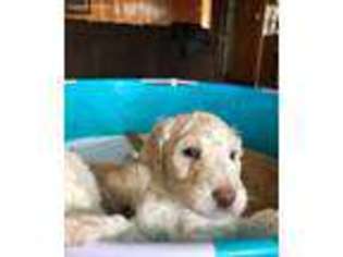 Goldendoodle Puppy for sale in Marsing, ID, USA