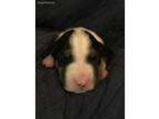 Bull Terrier Puppy for sale in Mount Jackson, VA, USA