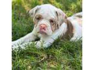 Olde English Bulldogge Puppy for sale in Rio Oso, CA, USA