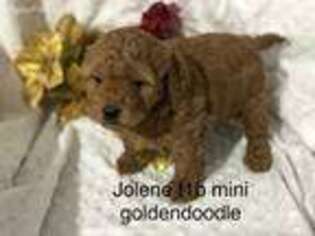 Goldendoodle Puppy for sale in Fairbury, IL, USA