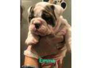 Bulldog Puppy for sale in Linden, NJ, USA