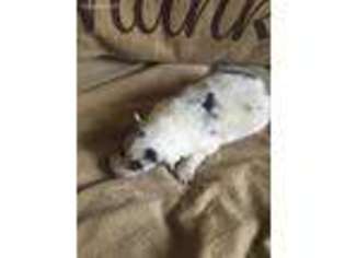 Shetland Sheepdog Puppy for sale in Gladys, VA, USA