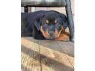 Rottweiler Puppy for sale in Lewiston, ID, USA