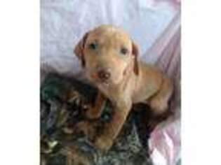 Vizsla Puppy for sale in Roscoe, SD, USA