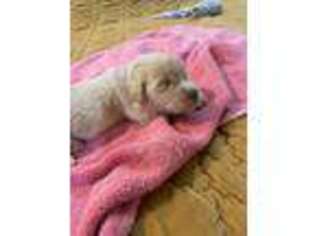 Labradoodle Puppy for sale in Lexington, NC, USA