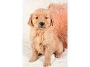 Golden Retriever Puppy for sale in Berlin, OH, USA