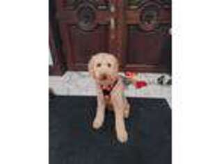 Labradoodle Puppy for sale in Lincolnwood, IL, USA