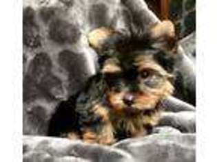 Yorkshire Terrier Puppy for sale in Beverly, MA, USA