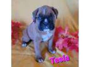 Boxer Puppy for sale in Middletown, MO, USA