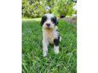 Portuguese Water Dog Puppy for sale in Loogootee, IN, USA