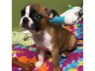 Boston Terrier Puppy for sale in Wilmington, NC, USA