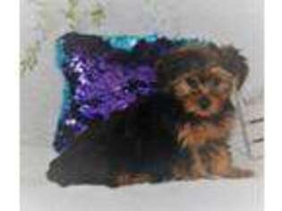 Yorkshire Terrier Puppy for sale in Fort Lee, NJ, USA
