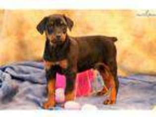 Doberman Pinscher Puppy for sale in Lancaster, PA, USA