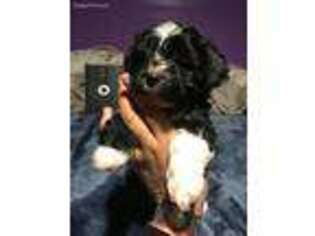 Shorkie Tzu Puppy for sale in Uniondale, NY, USA
