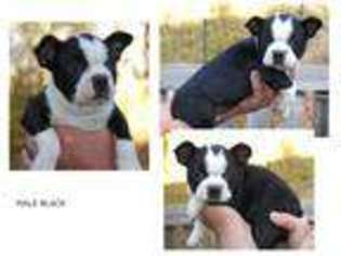 Boston Terrier Puppy for sale in VALLEY SPRINGS, CA, USA