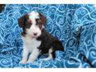 Mutt Puppy for sale in Shiloh, OH, USA