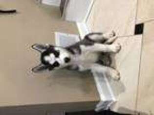 Siberian Husky Puppy for sale in MELROSE PARK, IL, USA