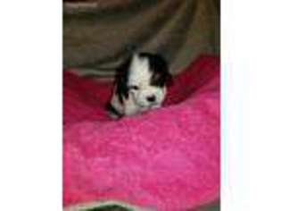 Cavalier King Charles Spaniel Puppy for sale in Winter Springs, FL, USA