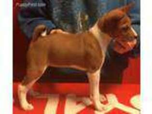 Basenji Puppy for sale in Indianapolis, IN, USA