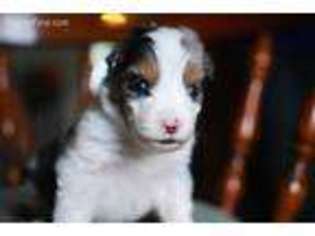 Australian Shepherd Puppy for sale in Paoli, IN, USA
