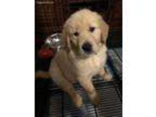 Golden Retriever Puppy for sale in Birmingham, AL, USA