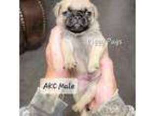 Pug Puppy for sale in Olin, NC, USA