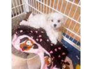 Maltese Puppy for sale in Fountain Valley, CA, USA