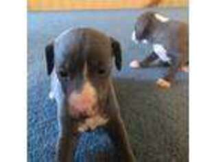 Italian Greyhound Puppy for sale in Atascadero, CA, USA