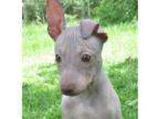 American Hairless Terrier Puppy for sale in Wiggins, MS, USA