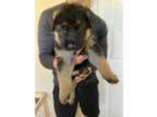German Shepherd Dog Puppy for sale in Huntingtown, MD, USA