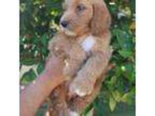 Goldendoodle Puppy for sale in Santa Ana, CA, USA