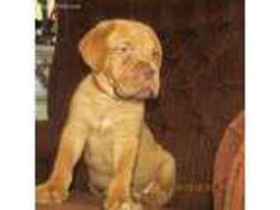 American Bull Dogue De Bordeaux Puppy for sale in Brunswick, OH, USA