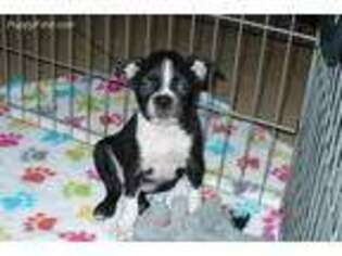 Boston Terrier Puppy for sale in Tucson, AZ, USA