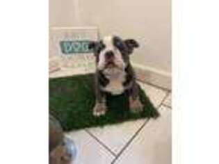 Bulldog Puppy for sale in Drums, PA, USA