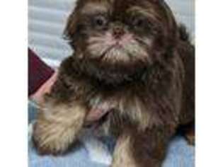 Mutt Puppy for sale in Atwater, CA, USA