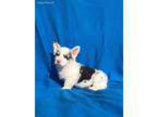 Pembroke Welsh Corgi Puppy for sale in Saint Mary, MO, USA