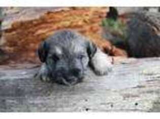 Mutt Puppy for sale in Trego, MT, USA