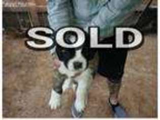 Saint Bernard Puppy for sale in Yakima, WA, USA