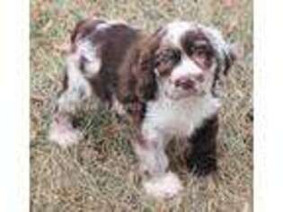 Cocker Spaniel Puppy for sale in Atwood, KS, USA