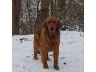 Golden Retriever Puppy for sale in Dundee, OH, USA