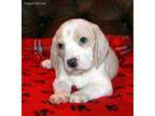 Beagle Puppy for sale in Rochester, NY, USA