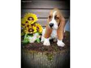 Basset Hound Puppy for sale in Bradford, OH, USA