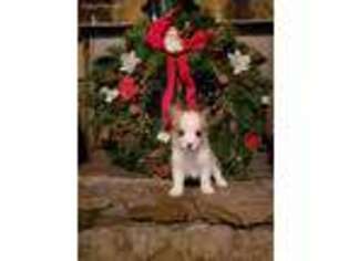 Pembroke Welsh Corgi Puppy for sale in Morris, OK, USA